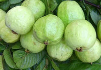 Desi Pearah or goyaa / পেয়ারা/গোয়া