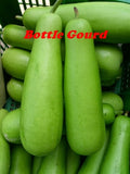 Bottle Gourd / লাউ