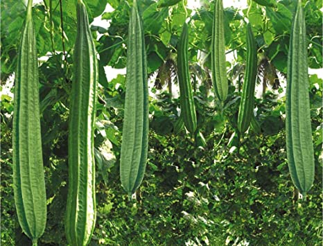 Ridge gourd seeds / ঝিঙ্গে বীজ