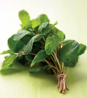Mint leaf /  পুদিনা পাতা
