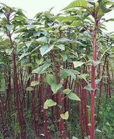 stem amaranth /ডাটা বীজ