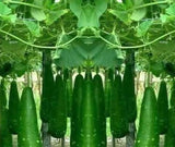 Bottle Gourd seeds / দেশি লাউয়ের বীজ