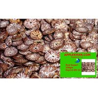 Supari / POOJA Nuts সুপারি / सुपारी / पूजआ नट