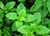 Mint leaf /  পুদিনা পাতা