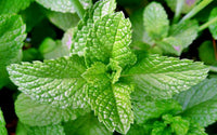 Mint leaf /  পুদিনা পাতা