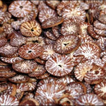 Supari / POOJA Nuts সুপারি / सुपारी / पूजआ नट