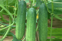 cucumber seeds / শসা বীজ