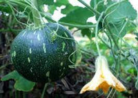 Misti Kumra seeds / মিষ্টি কুমড়ার বীজ