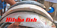 Desi Hilsha fish & Vegetables / দেশি ইলিশ মাছ ও শাকসবজি