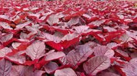 Lal shak seeds/ লাল শাক বীজ
