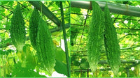 korola Seeds / করল্লা বীজ