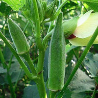 Okra seeds  / ঢেঁড়শ বীজ