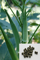 Okra seeds  / ঢেঁড়শ বীজ