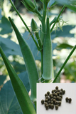 Okra seeds  / ঢেঁড়শ বীজ