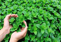 Mint leaf /  পুদিনা পাতা