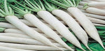 Mula / মূলা
