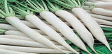 Mula / মূলা