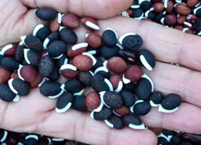 Dry bean seed / শুকনো শিমের বীজ
